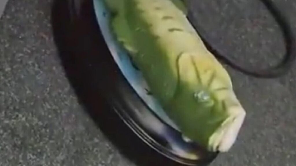 Pelatih Real Madrid Xabi Alonso Terima Hadiah Aneh dari Kazakhstar: Seekor Ikan yang Bisa Berbicara!